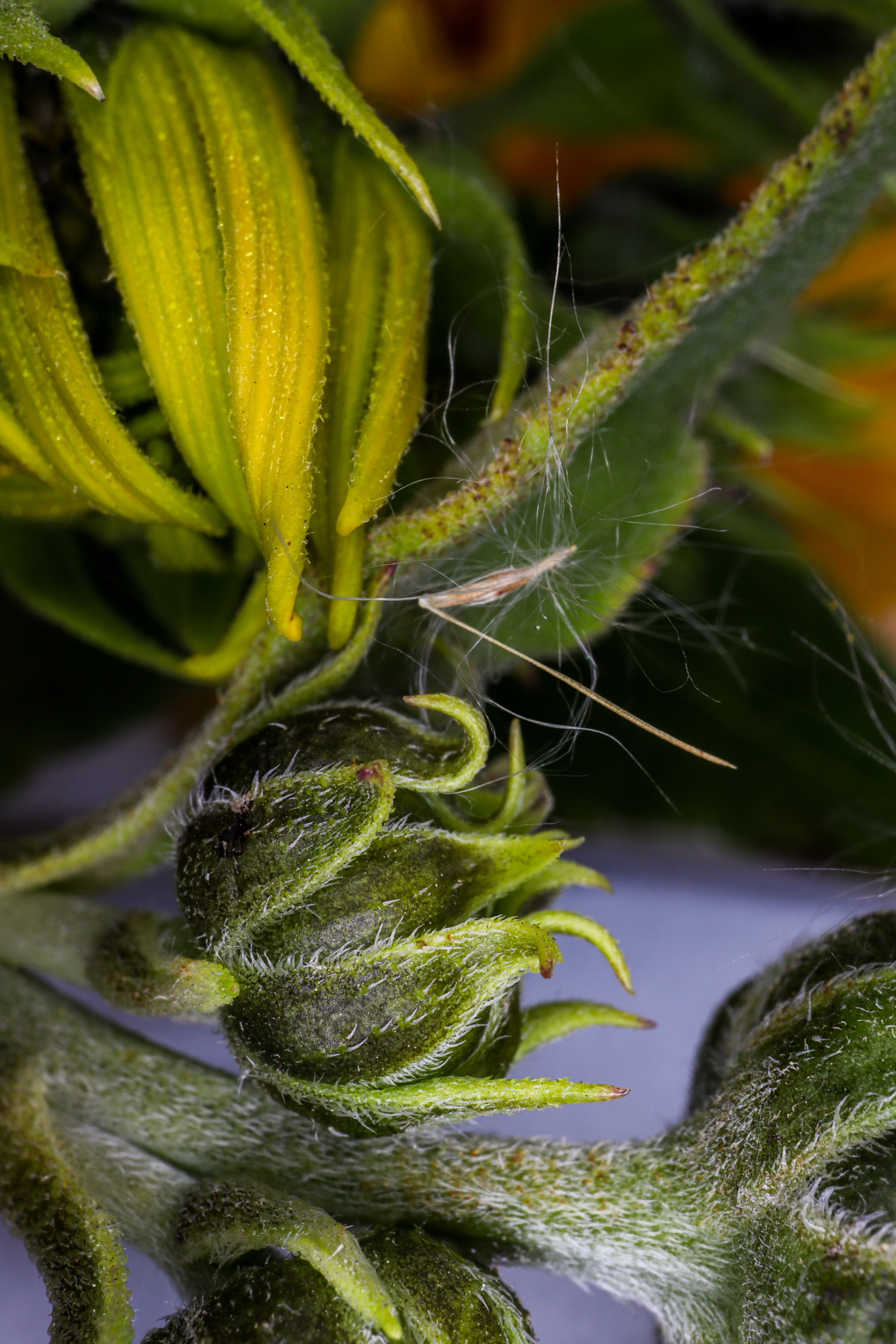 Photo project Let's take a closer look post #94. Jerusalem artichoke? - My, Bloom, Garden, Plants, Vegetables, The nature of Russia, Macro photography, Microfilming, Gardening, Nature, Food, Longpost