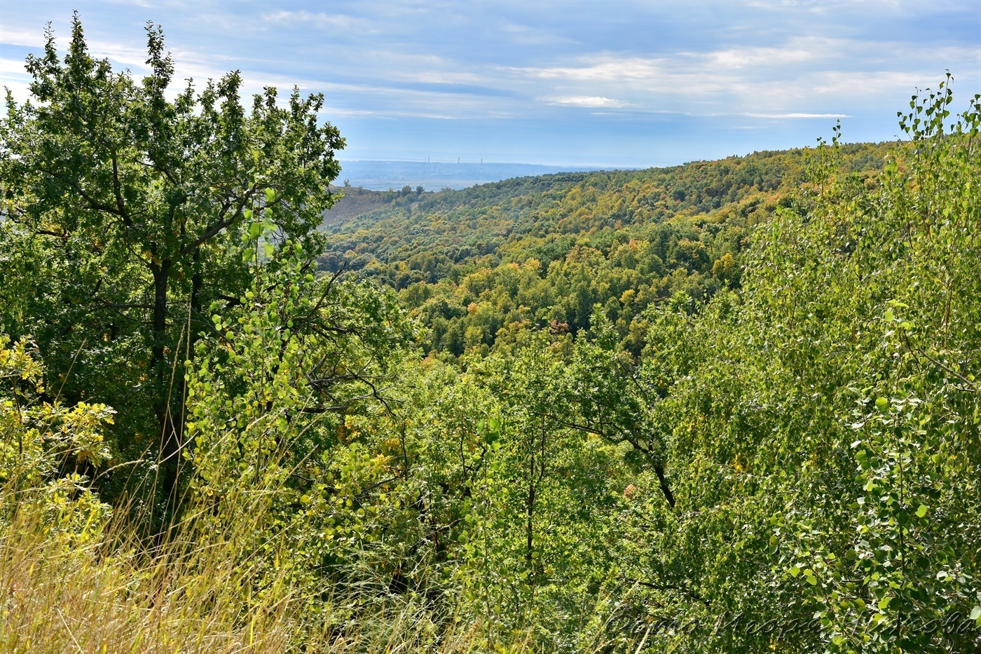 Saratov, October Gorge - Saratov, The photo, Nature, Forest, The park, Autumn, Tree, Foliage, Landscape, VKontakte (link), Longpost