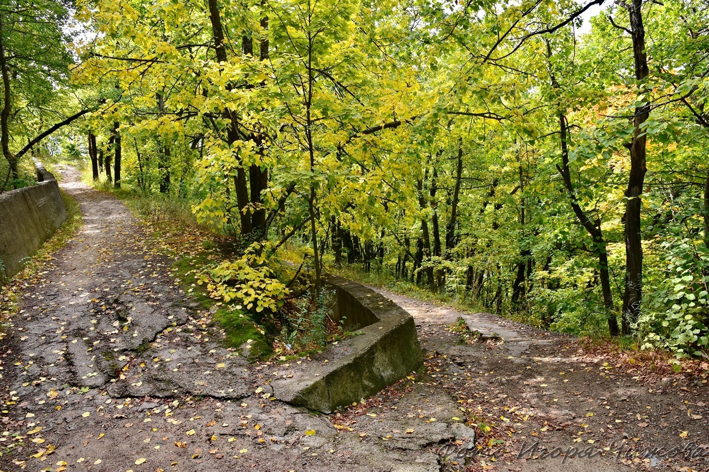 Saratov, October Gorge - Saratov, The photo, Nature, Forest, The park, Autumn, Tree, Foliage, Landscape, VKontakte (link), Longpost