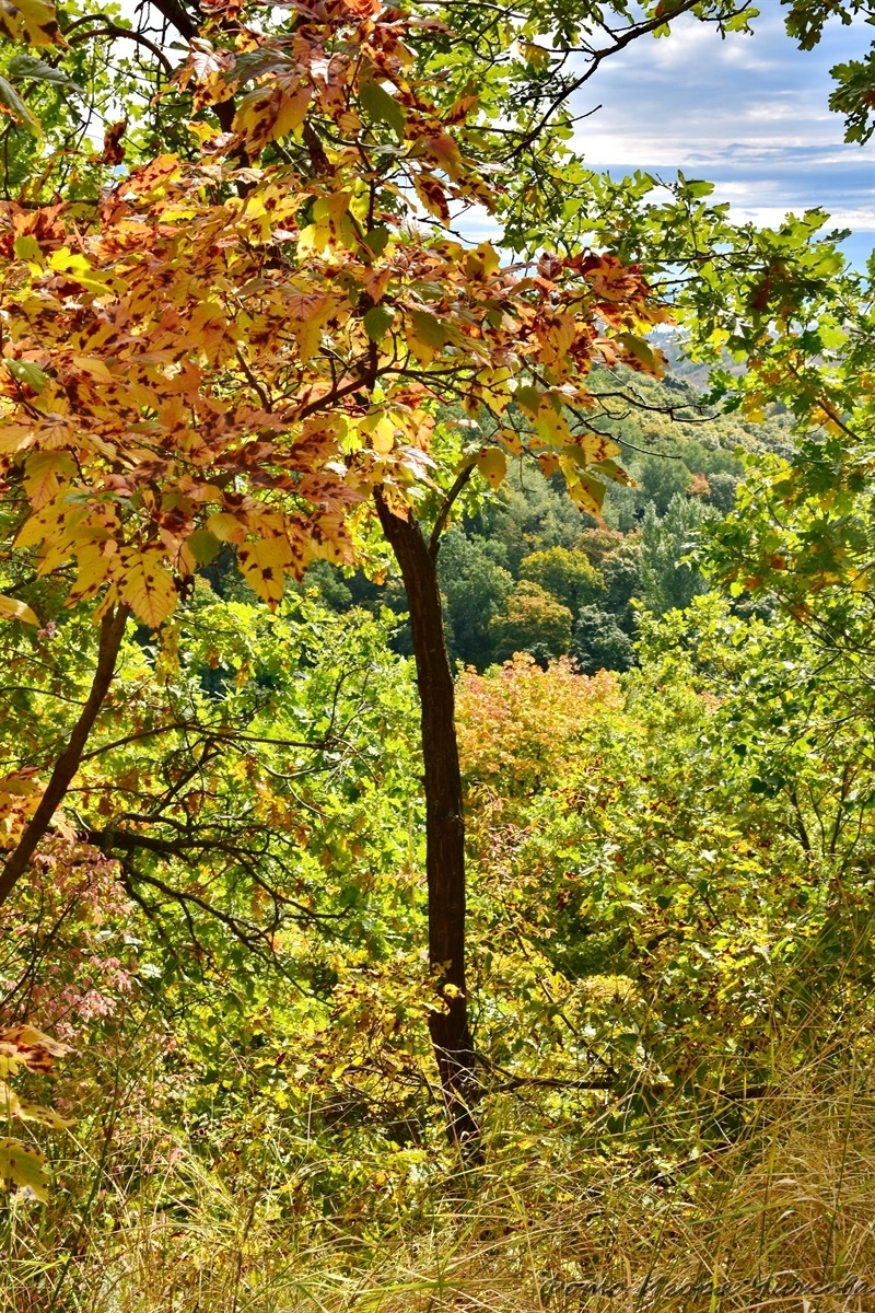 Saratov, October Gorge - Saratov, The photo, Nature, Forest, The park, Autumn, Tree, Foliage, Landscape, VKontakte (link), Longpost