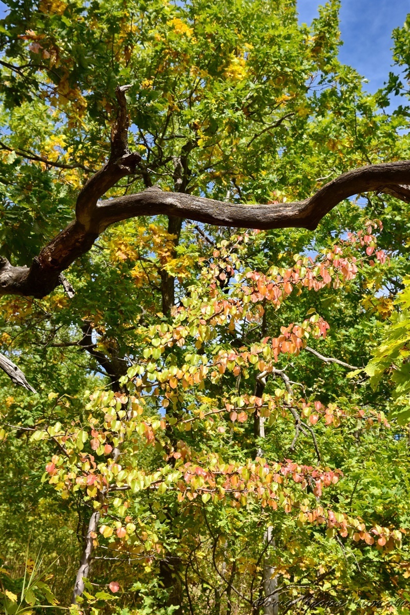 Saratov, October Gorge - Saratov, The photo, Nature, Forest, The park, Autumn, Tree, Foliage, Landscape, VKontakte (link), Longpost