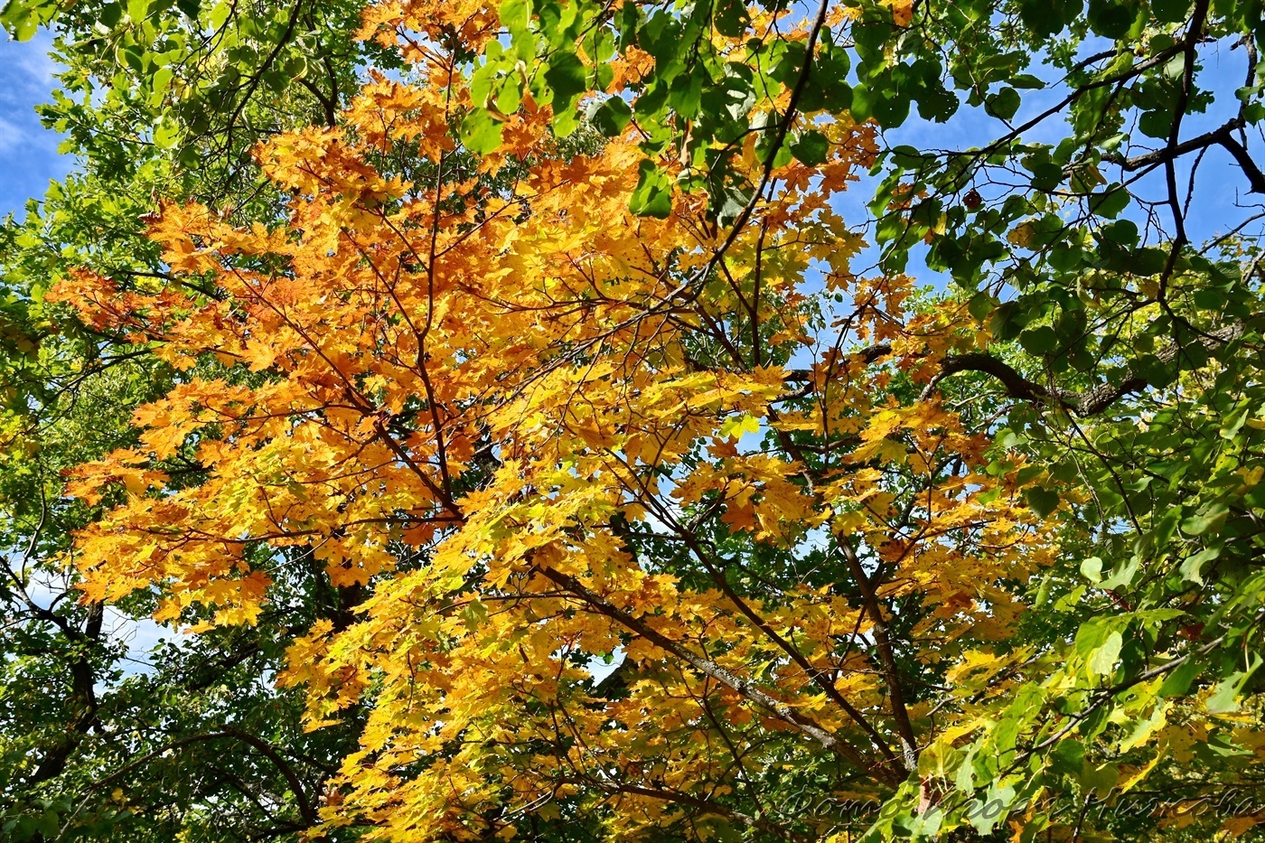 Saratov, October Gorge - Saratov, The photo, Nature, Forest, The park, Autumn, Tree, Foliage, Landscape, VKontakte (link), Longpost