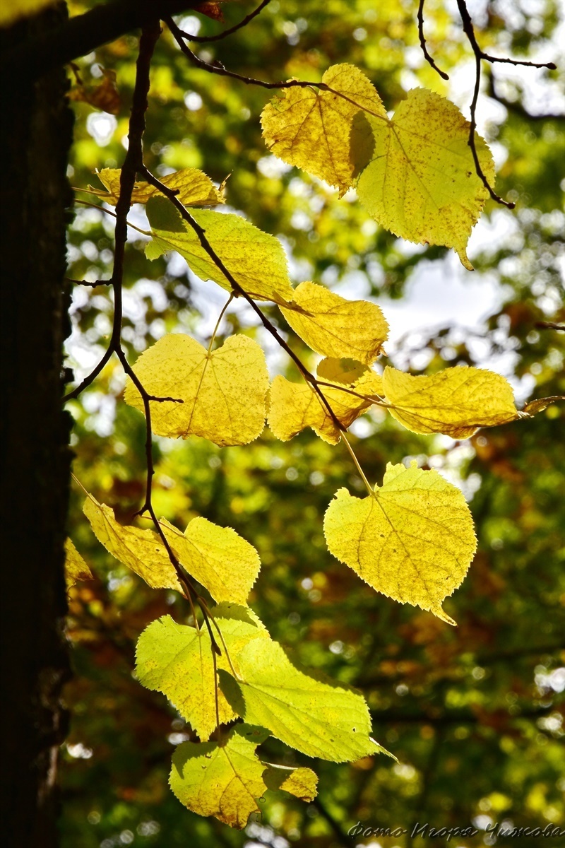 Saratov, October Gorge - Saratov, The photo, Nature, Forest, The park, Autumn, Tree, Foliage, Landscape, VKontakte (link), Longpost