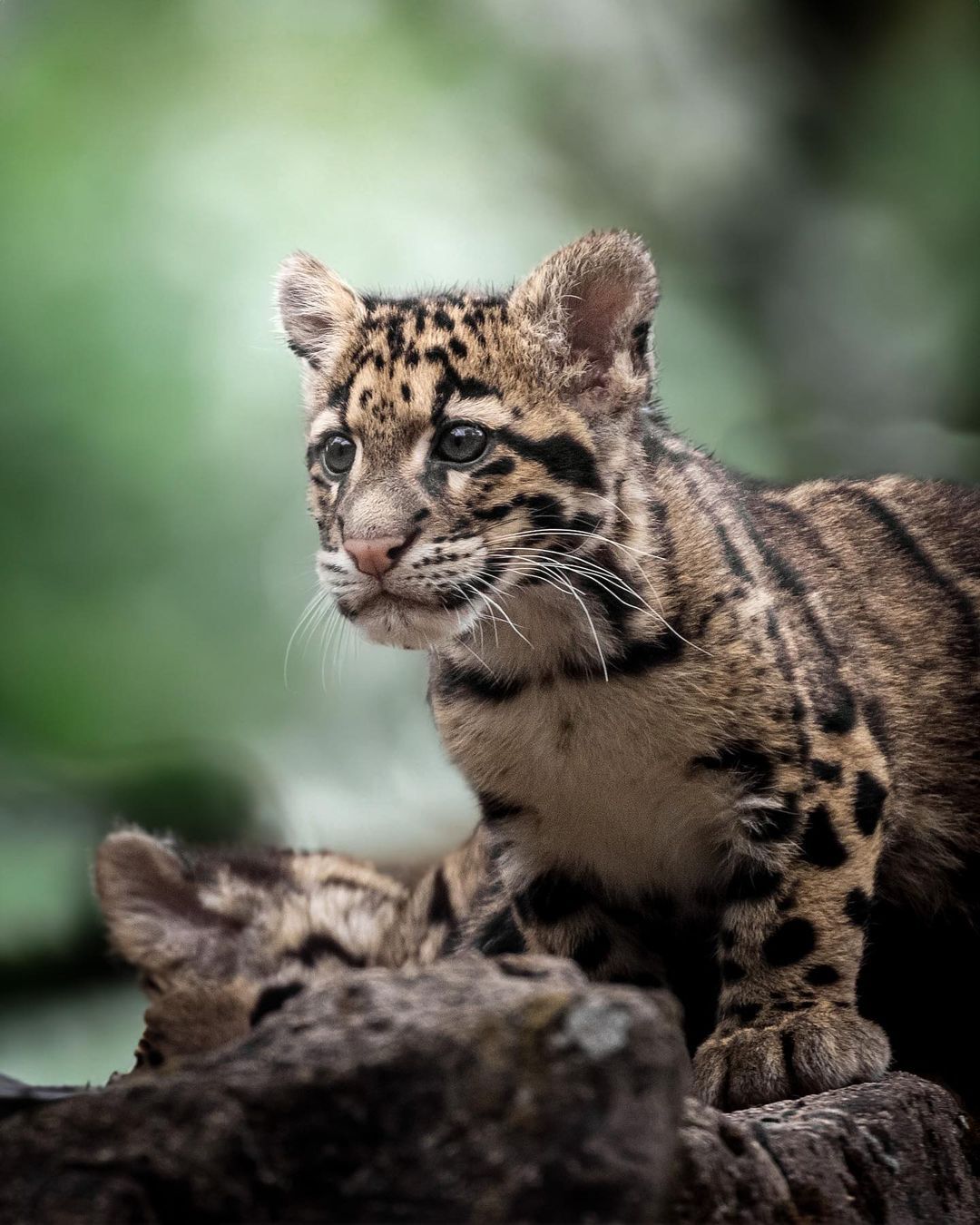 Four-month-old clouded leopard cub - Young, Clouded leopard, Big cats, Cat family, Predatory animals, Wild animals, Zoo, The photo