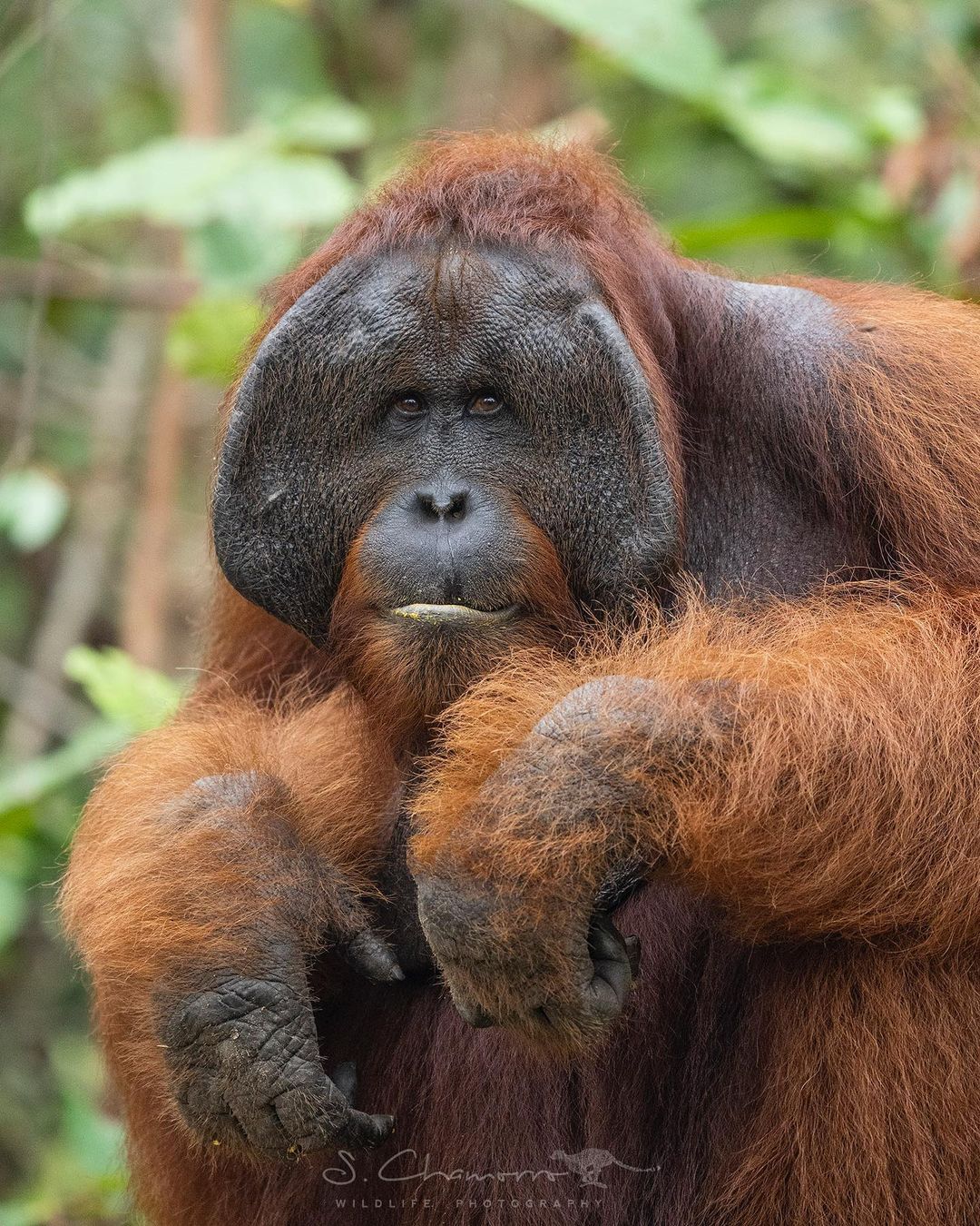 An orangutan named Roger - Endangered species, Orangutan, Primates, Wild animals, wildlife, National park, Indonesia, The photo