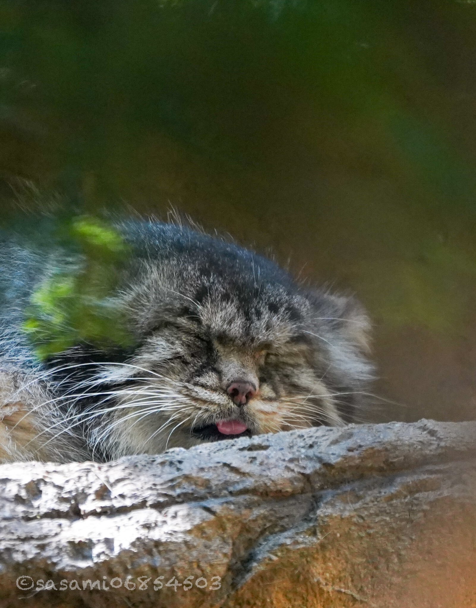 I'm tired... I'll party tomorrow - Wild animals, Zoo, Predatory animals, Cat family, Pallas' cat, Dream, Language