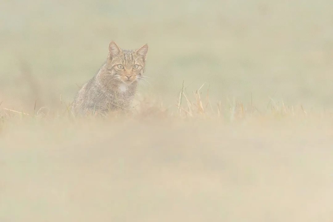 In the fog - Forest cat, Small cats, Cat family, Predatory animals, Wild animals, wildlife, Reserves and sanctuaries, Spain, The photo, Fog