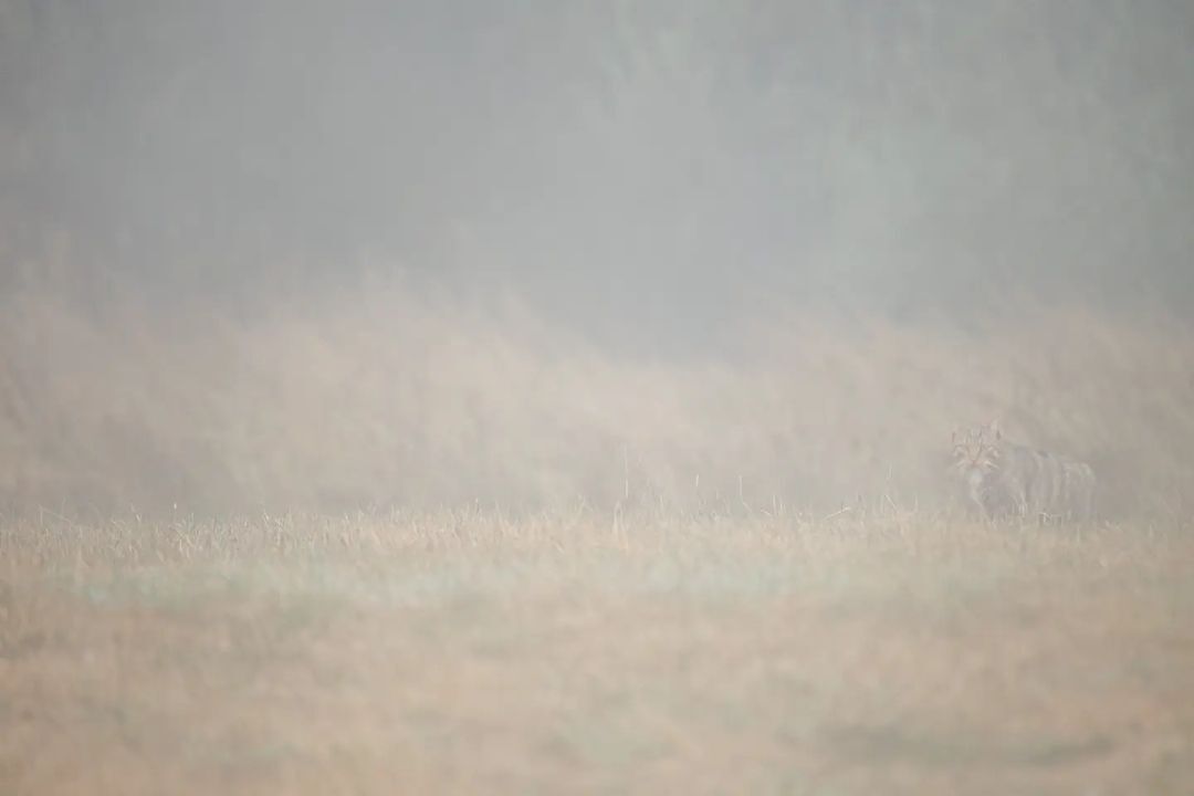 In the fog - Forest cat, Small cats, Cat family, Predatory animals, Wild animals, wildlife, Reserves and sanctuaries, Spain, The photo, Fog