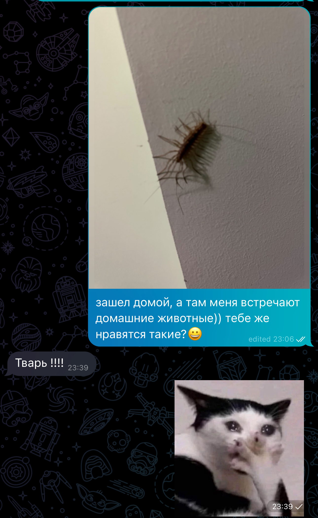 Pets - My, Pets, Жуки, Correspondence, Screenshot