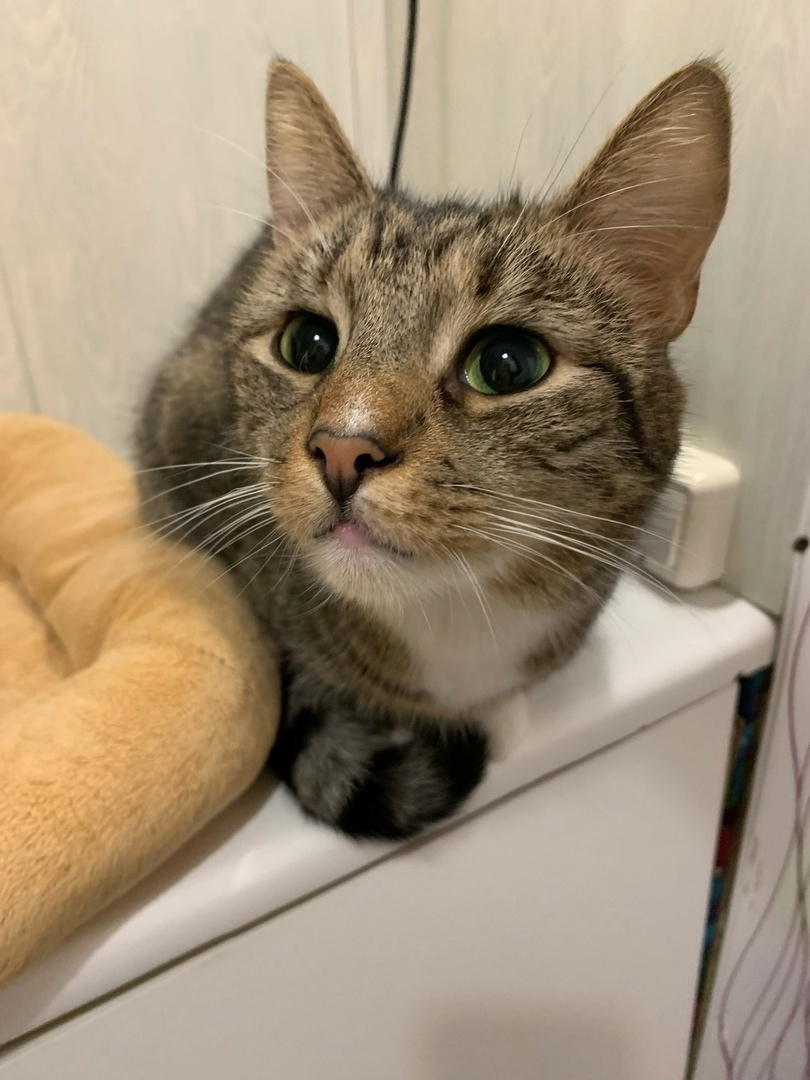 Shustrik, affectionate, calm, tame, intelligent, looking for a home - My, Pet the cat, Pets, cat, In good hands, Homeless animals, Animal shelter, Tail, Longpost