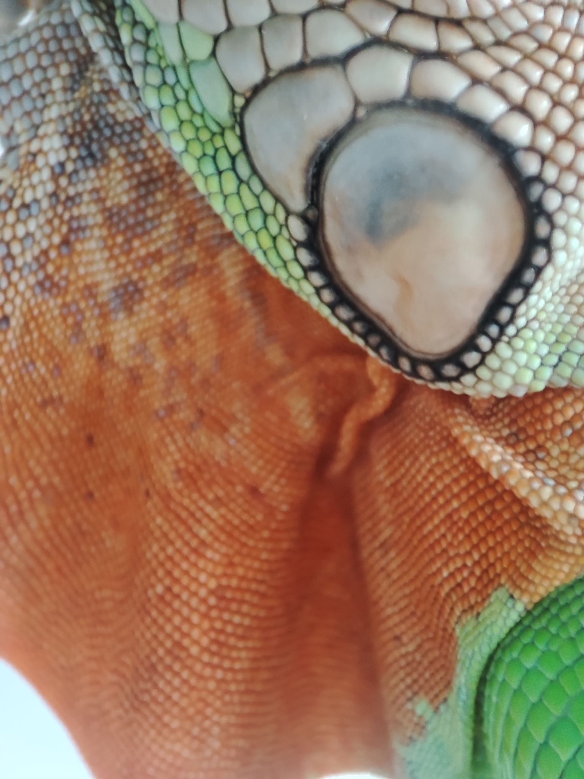 Iguanas are the most beautiful reptiles - My, Green Iguana, Iguana, Longpost, The photo