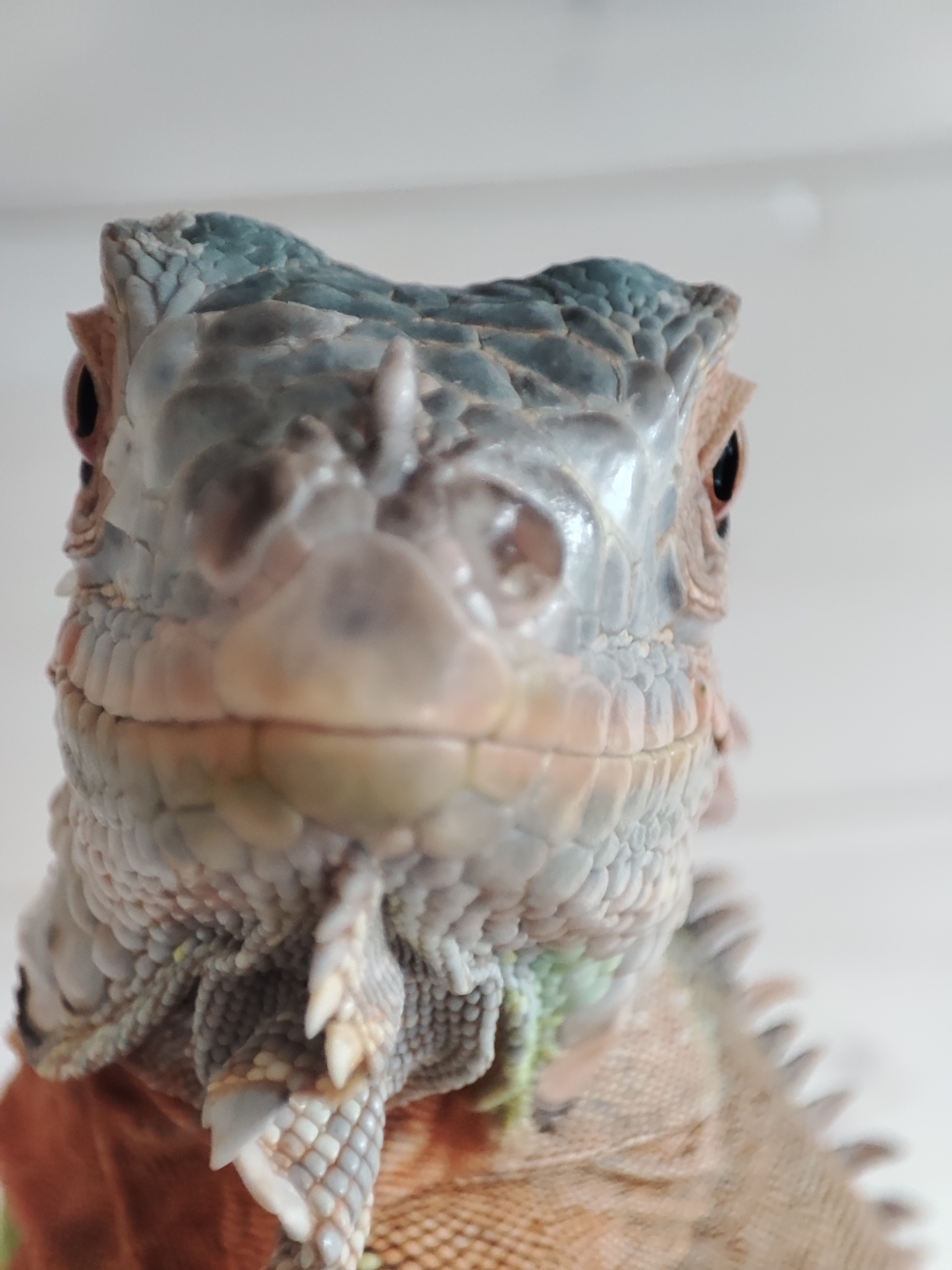 Iguanas are the most beautiful reptiles - My, Green Iguana, Iguana, Longpost, The photo