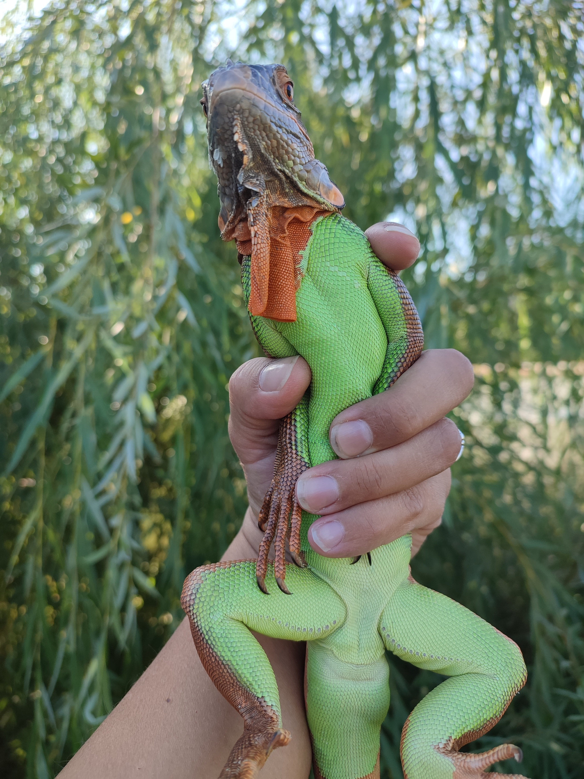 Iguanas are the most beautiful reptiles - My, Green Iguana, Iguana, Longpost, The photo