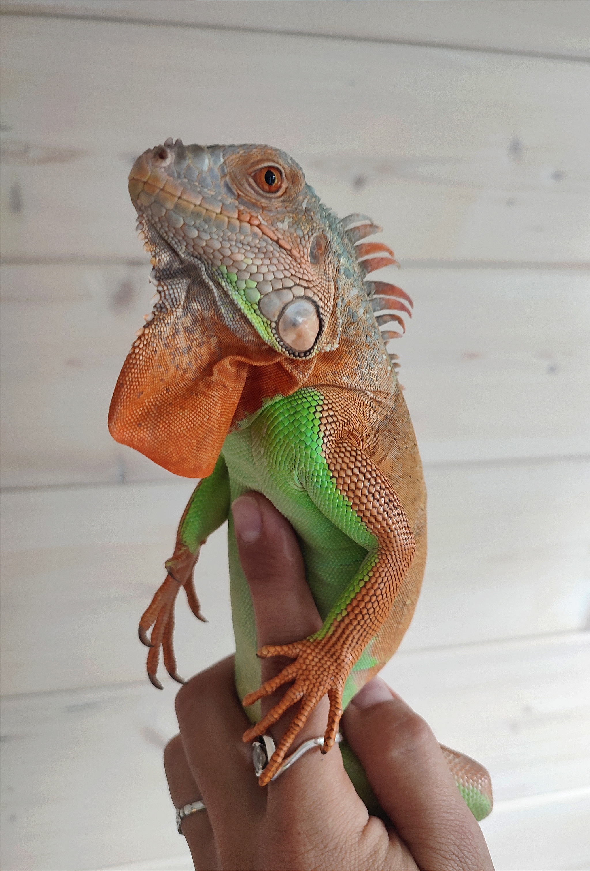 Iguanas are the most beautiful reptiles - My, Green Iguana, Iguana, Longpost, The photo