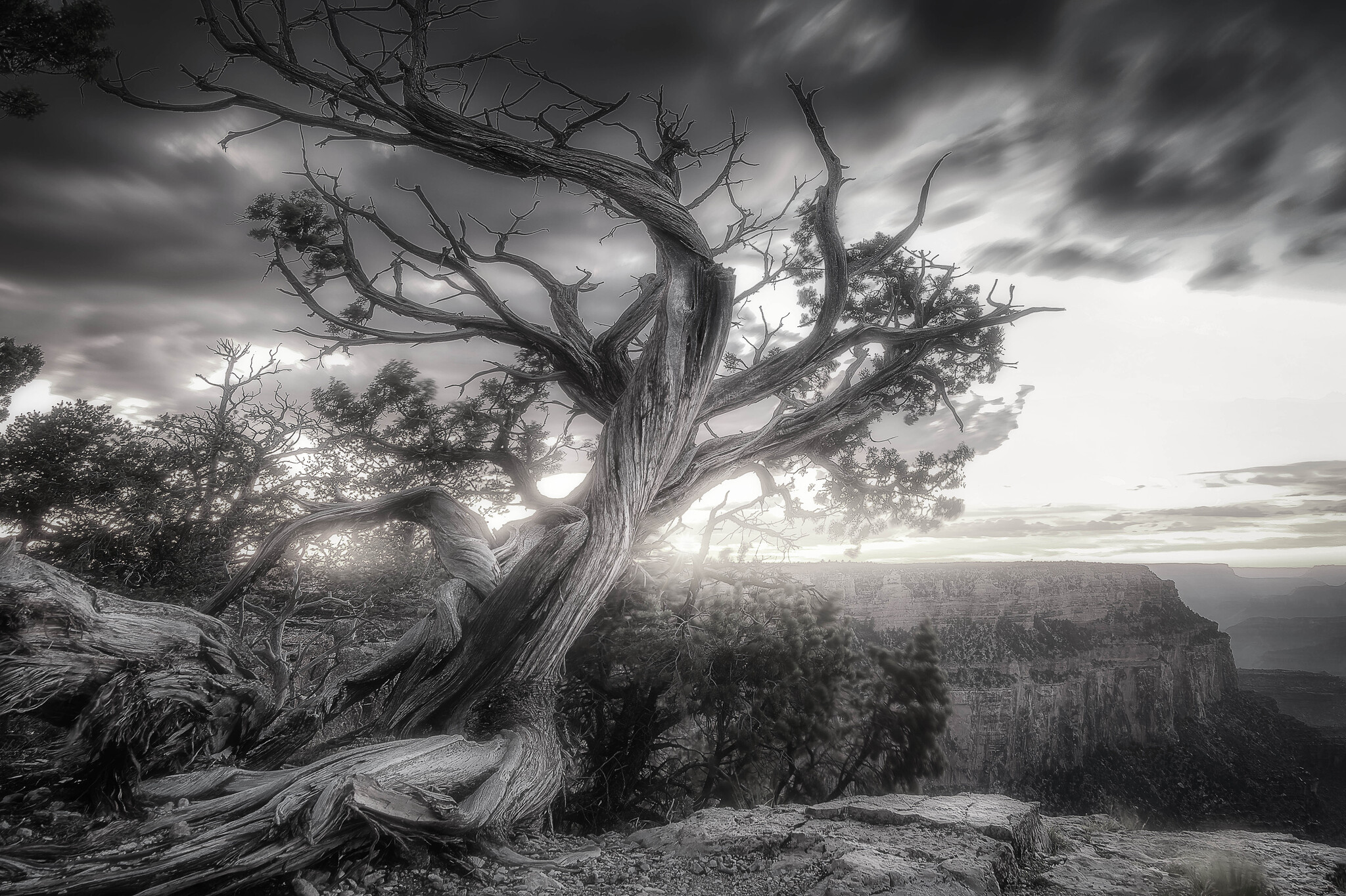 Tree (Grand Canyon), color or BW? - My, The photo, Travels, USA, Grand Canyon, Sunset, Long exposure