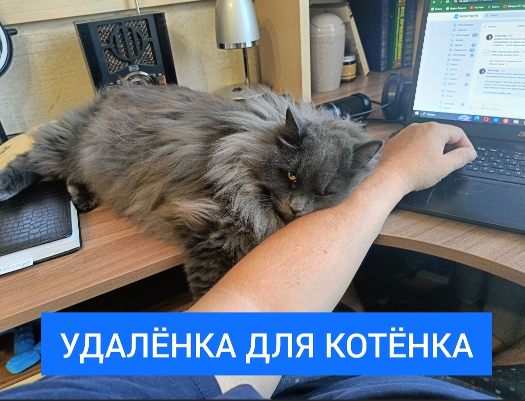 Cat against remote work! - My, Building, Mars