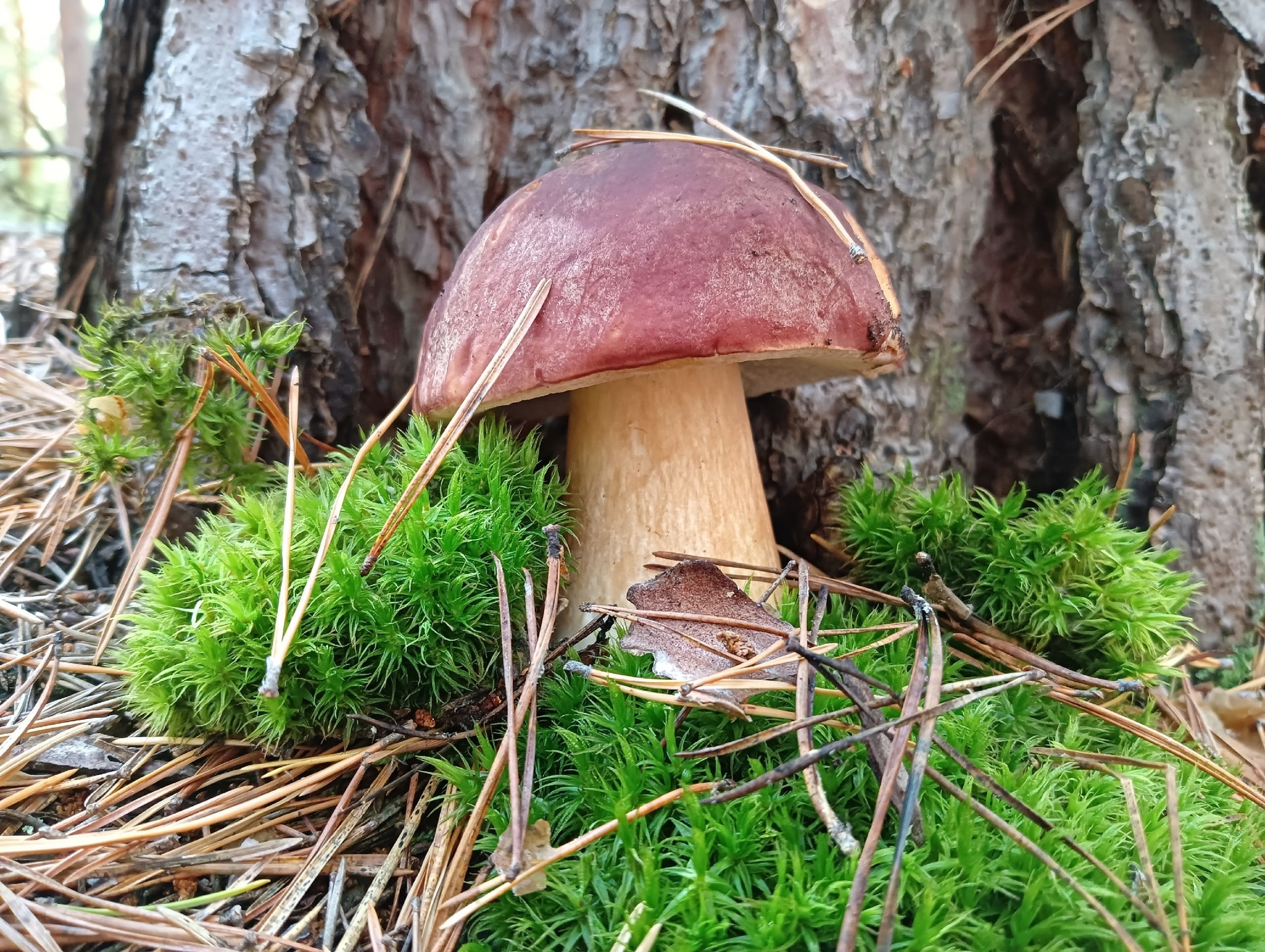 Silent Hunting - My, Mushrooms, Porcini, Honey mushrooms, Forest, Autumn, Silent hunt, Mushroom pickers, Longpost