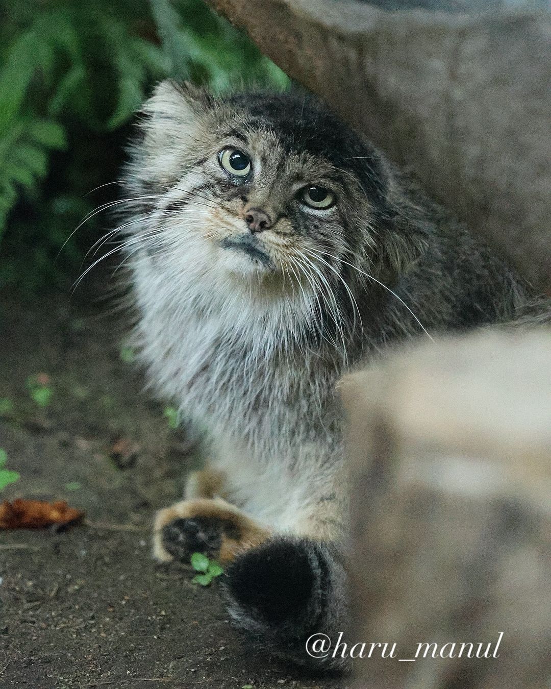 And you, Brutus? - Predatory animals, Wild animals, Cat family, Zoo, Pallas' cat, Small cats, The photo