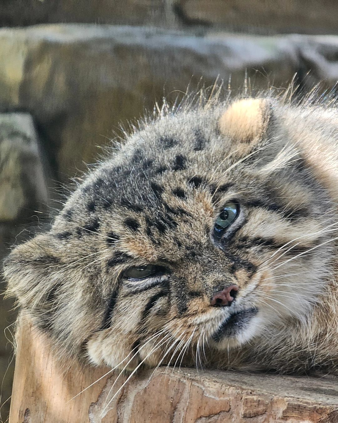 I'm watching you - Predatory animals, Wild animals, Cat family, Zoo, Pallas' cat, Small cats, The photo