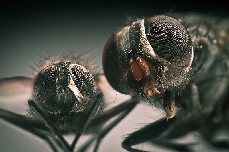 Flies - the rulers of garbage dumps and sticky tables - My, Nature, wildlife, Evolution, Biology, Муха, Parasites, Larva, Insects, Longpost