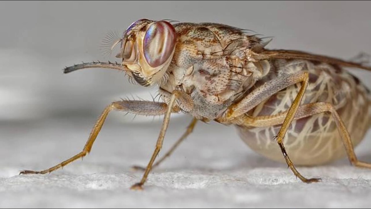 Flies - the rulers of garbage dumps and sticky tables - My, Nature, wildlife, Evolution, Biology, Муха, Parasites, Larva, Insects, Longpost