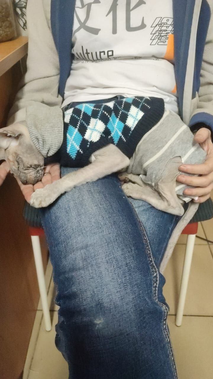 Continuation of the post The second new cat in the clinic. An old sphinx, in very bad condition. Most likely also from hellish breeding - My, cat, Animal Rescue, Tosno, Sphinx, Unscrupulous breeder, Breeders, Video, Vertical video, Vet clinic, Death, Reply to post, Negative, Longpost