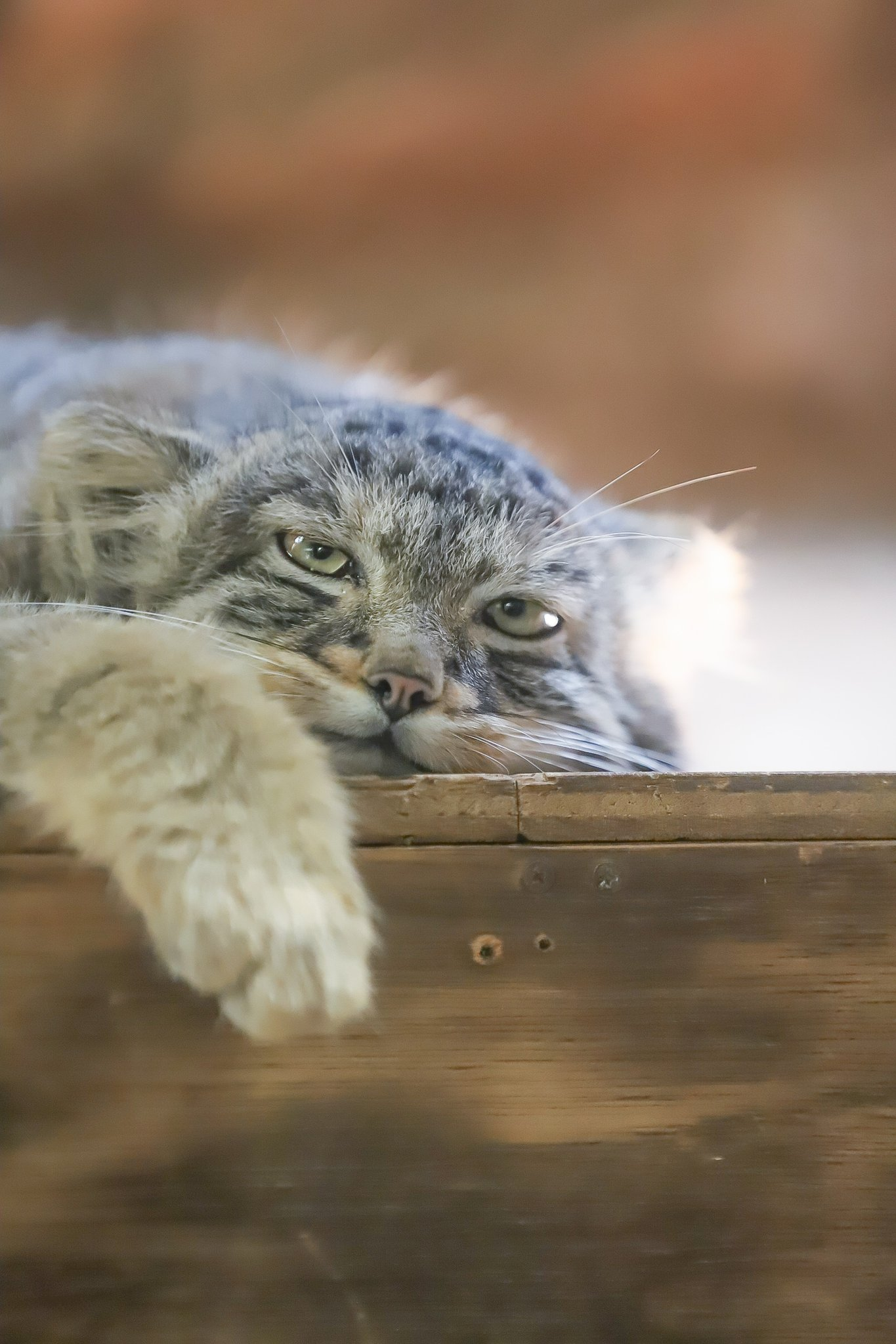 Well, when the working day is over... - Wild animals, Zoo, Predatory animals, Cat family, Pallas' cat, Small cats, Young