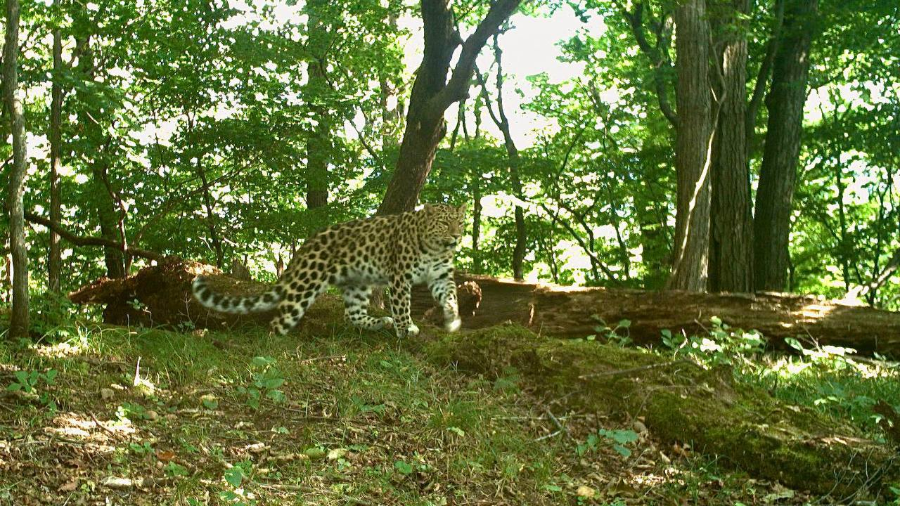 Walking on the ground is good, but walking gracefully on a log is better! - Far Eastern leopard, Walk, Log, Wild animals, Leopard, National park, Land of the Leopard, Primorsky Krai, wildlife, Phototrap, The photo, Predatory animals, Cat family, Big cats, Telegram (link), Longpost