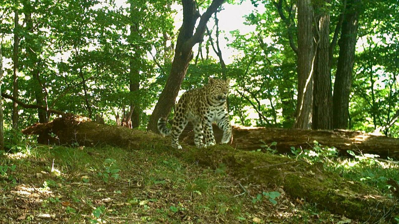 Walking on the ground is good, but walking gracefully on a log is better! - Far Eastern leopard, Walk, Log, Wild animals, Leopard, National park, Land of the Leopard, Primorsky Krai, wildlife, Phototrap, The photo, Predatory animals, Cat family, Big cats, Telegram (link), Longpost