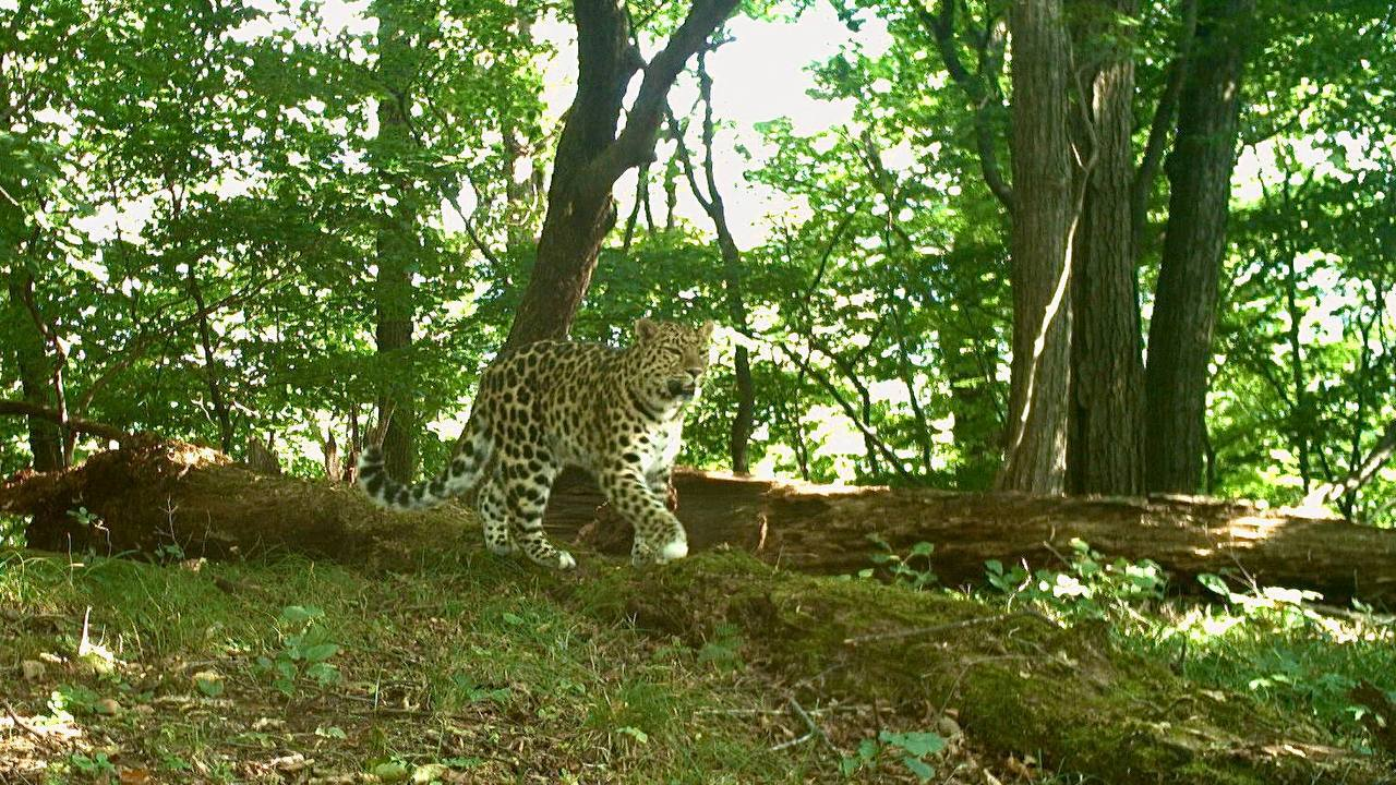 Walking on the ground is good, but walking gracefully on a log is better! - Far Eastern leopard, Walk, Log, Wild animals, Leopard, National park, Land of the Leopard, Primorsky Krai, wildlife, Phototrap, The photo, Predatory animals, Cat family, Big cats, Telegram (link), Longpost