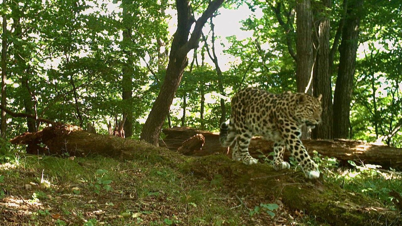 Walking on the ground is good, but walking gracefully on a log is better! - Far Eastern leopard, Walk, Log, Wild animals, Leopard, National park, Land of the Leopard, Primorsky Krai, wildlife, Phototrap, The photo, Predatory animals, Cat family, Big cats, Telegram (link), Longpost