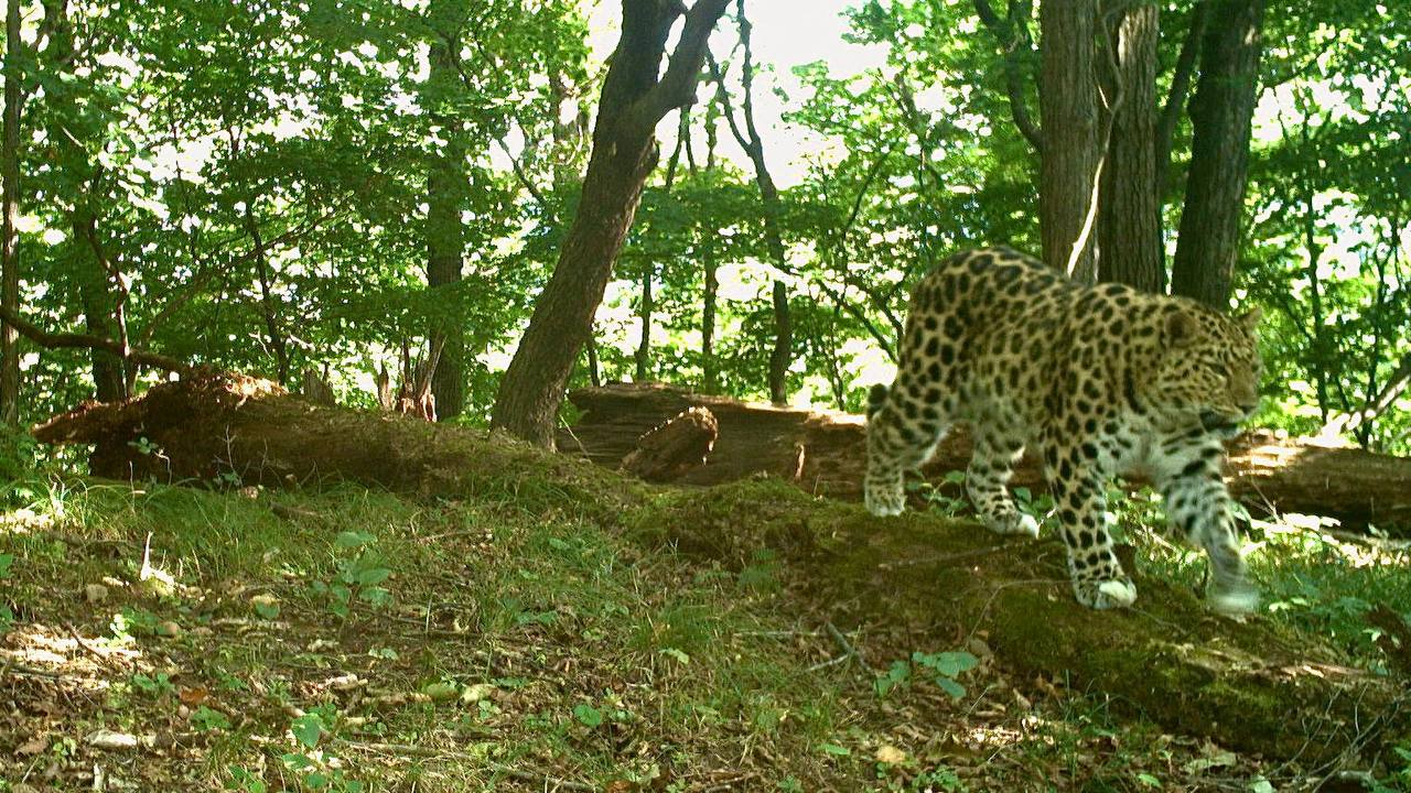 Walking on the ground is good, but walking gracefully on a log is better! - Far Eastern leopard, Walk, Log, Wild animals, Leopard, National park, Land of the Leopard, Primorsky Krai, wildlife, Phototrap, The photo, Predatory animals, Cat family, Big cats, Telegram (link), Longpost