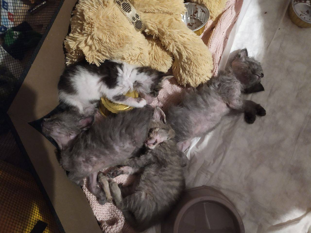 Continuation of the post Today we found kittens in a hollow tree. Someone left them in the forest - Homeless animals, cat, No rating, In good hands, Animal Rescue, Longpost, Overexposure, Reply to post, Text, Telegram (link), Shelter, Cat lovers, Volunteering, Lost