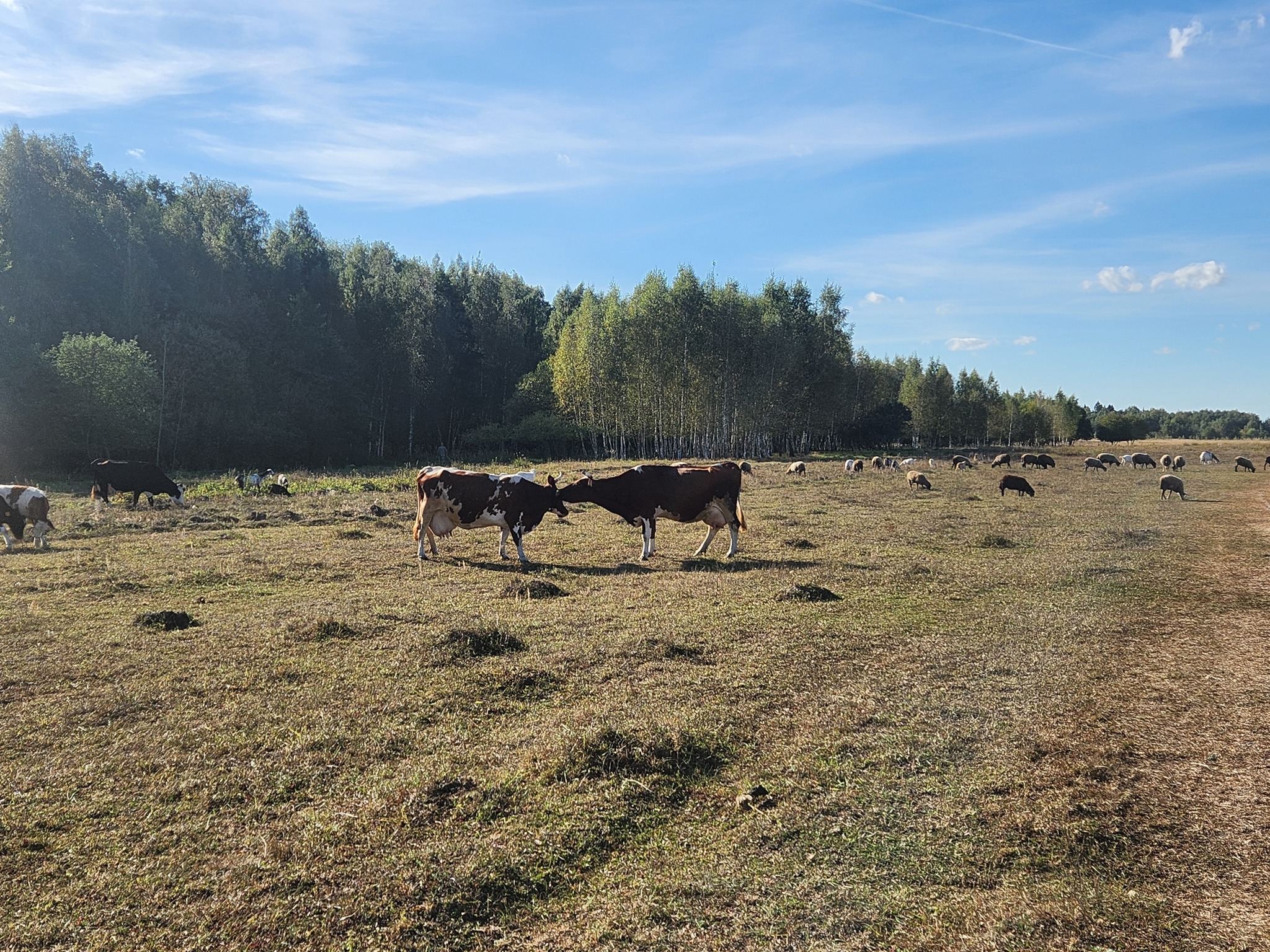 Romantic cows - My, Mobile photography, Cow, Field, Longpost