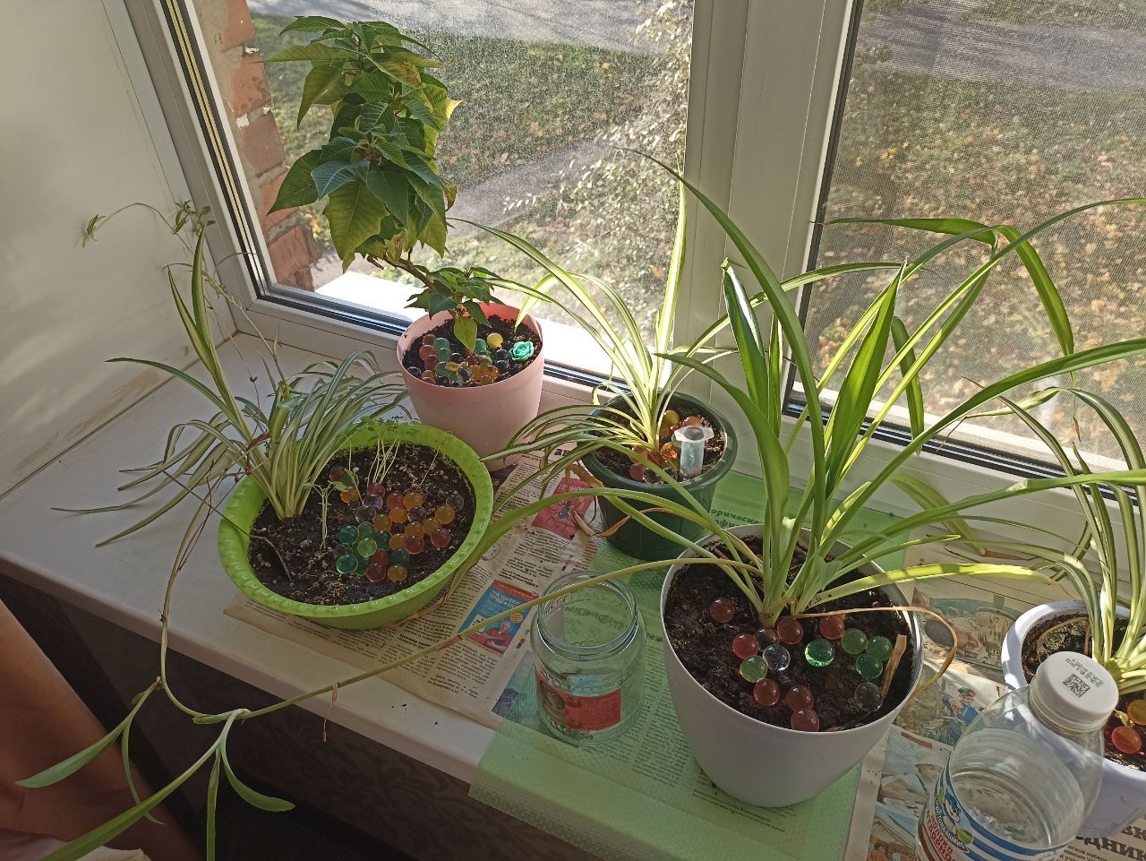 My plants are on the balcony and windowsill) One of them is non-standard) - My, Houseplants, Plants, The photo, Longpost