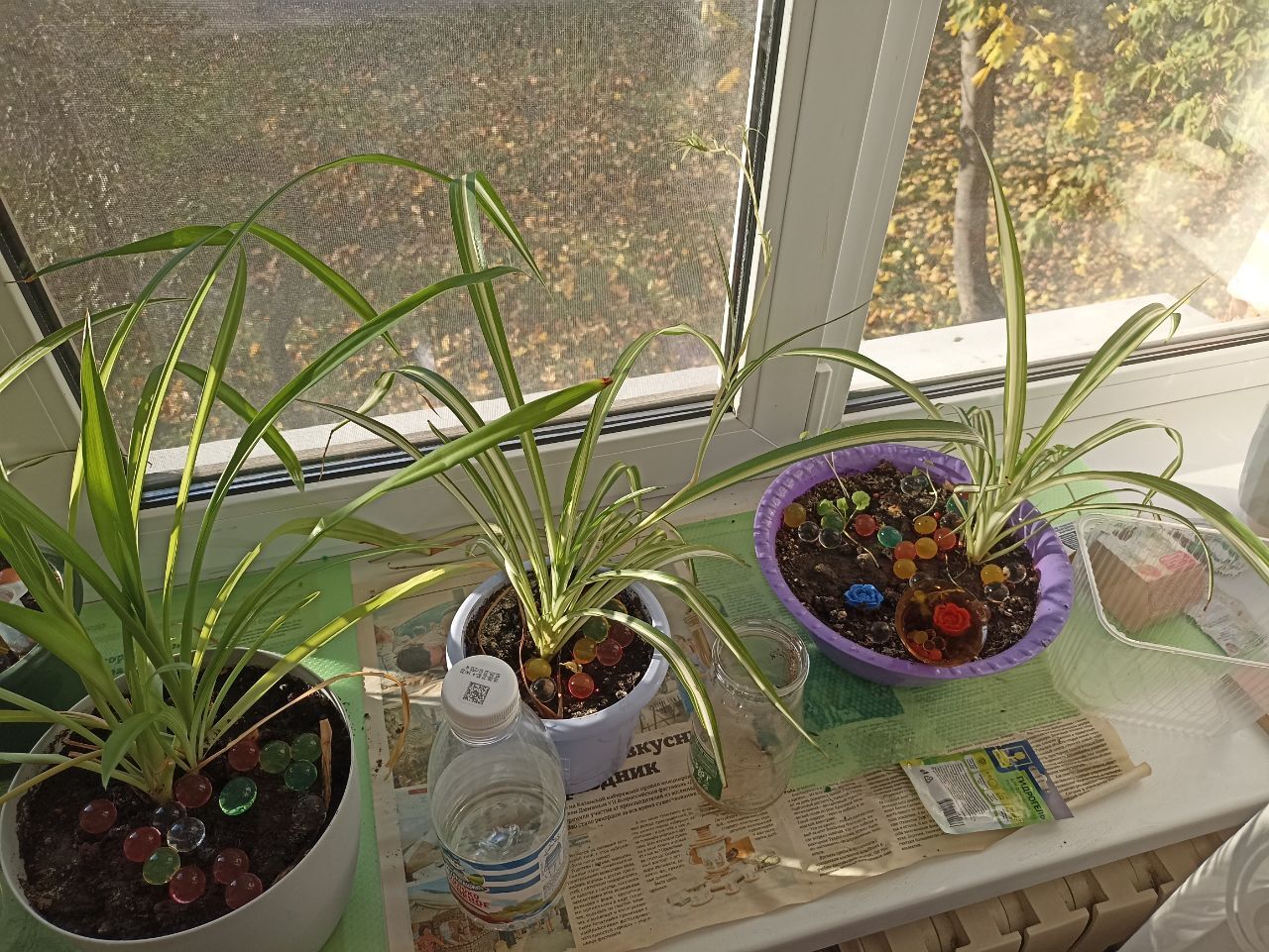 My plants are on the balcony and windowsill) One of them is non-standard) - My, Houseplants, Plants, The photo, Longpost