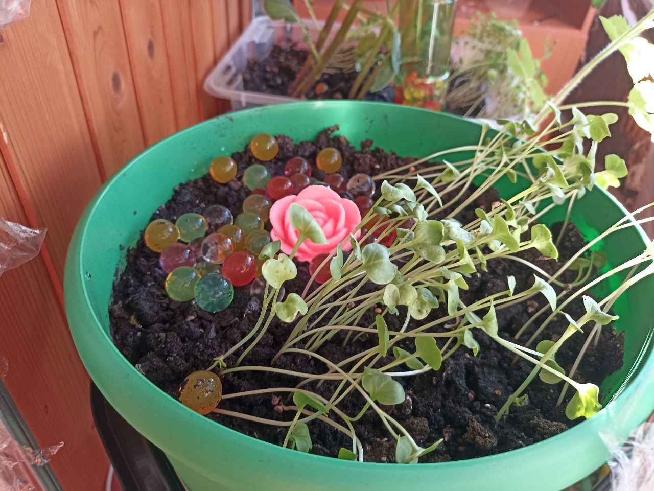 My plants are on the balcony and windowsill) One of them is non-standard) - My, Houseplants, Plants, The photo, Longpost