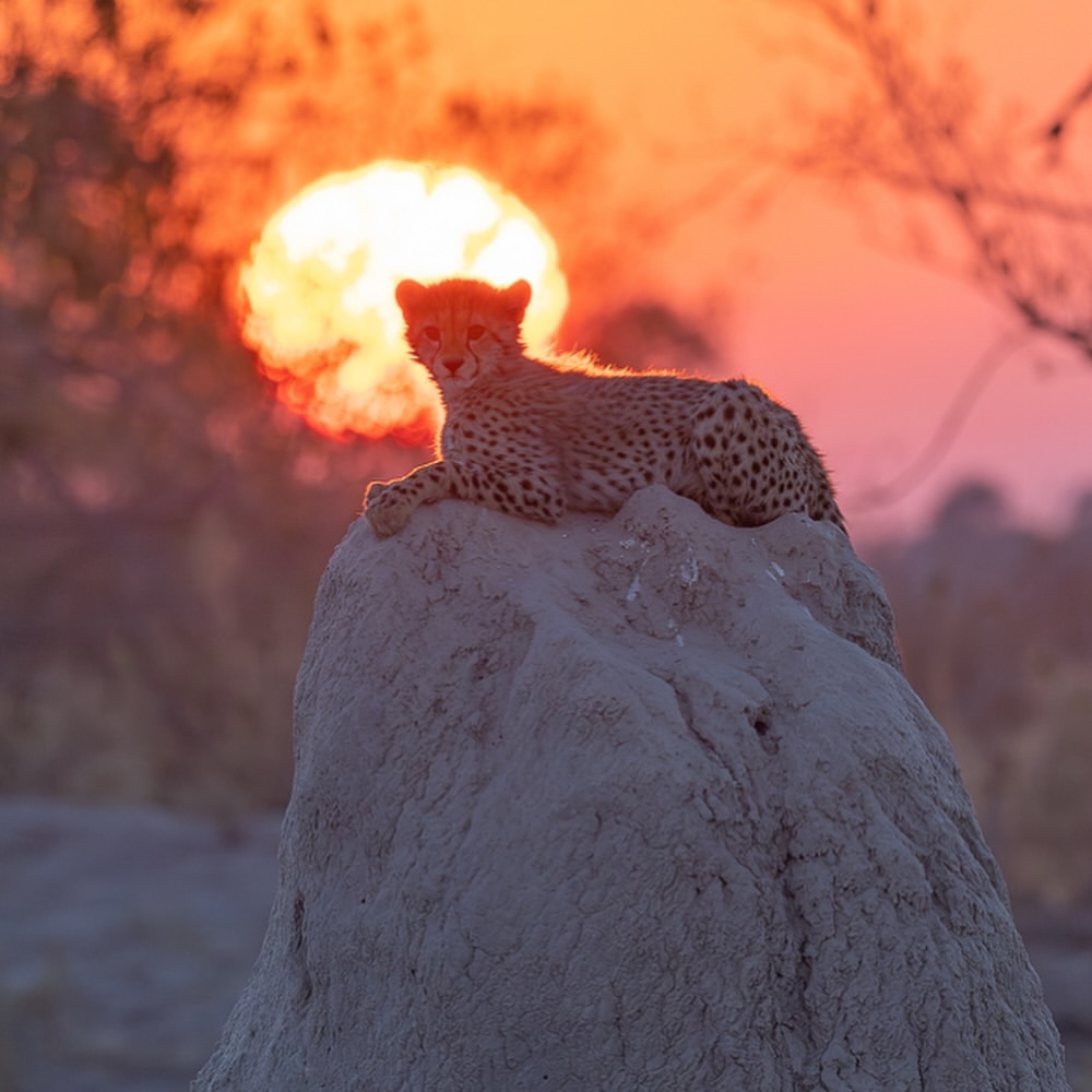 Sunrise - Young, Cheetah, Small cats, Cat family, Predatory animals, Wild animals, wildlife, South Africa, The photo, The sun, Termitary