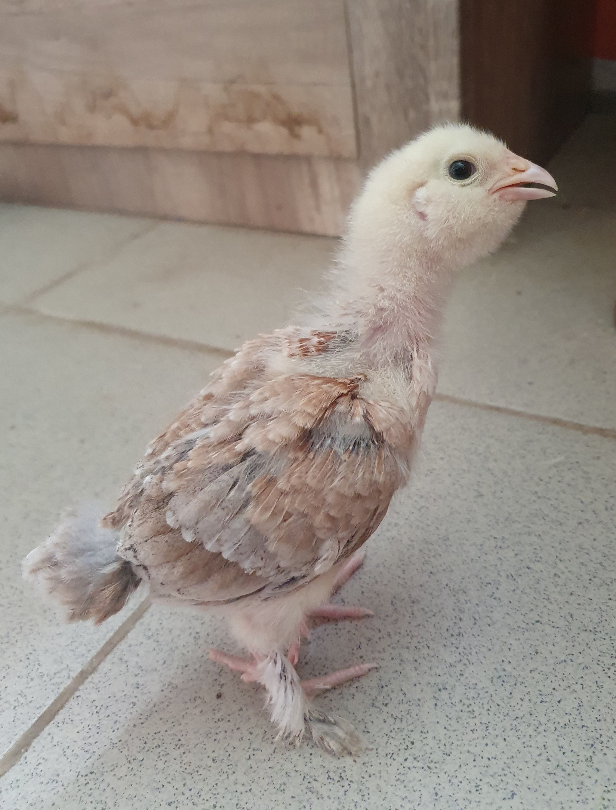 League of Ornithologists, help needed - My, Farm, Birds, Hen, Pathology, Rare diseases, Longpost