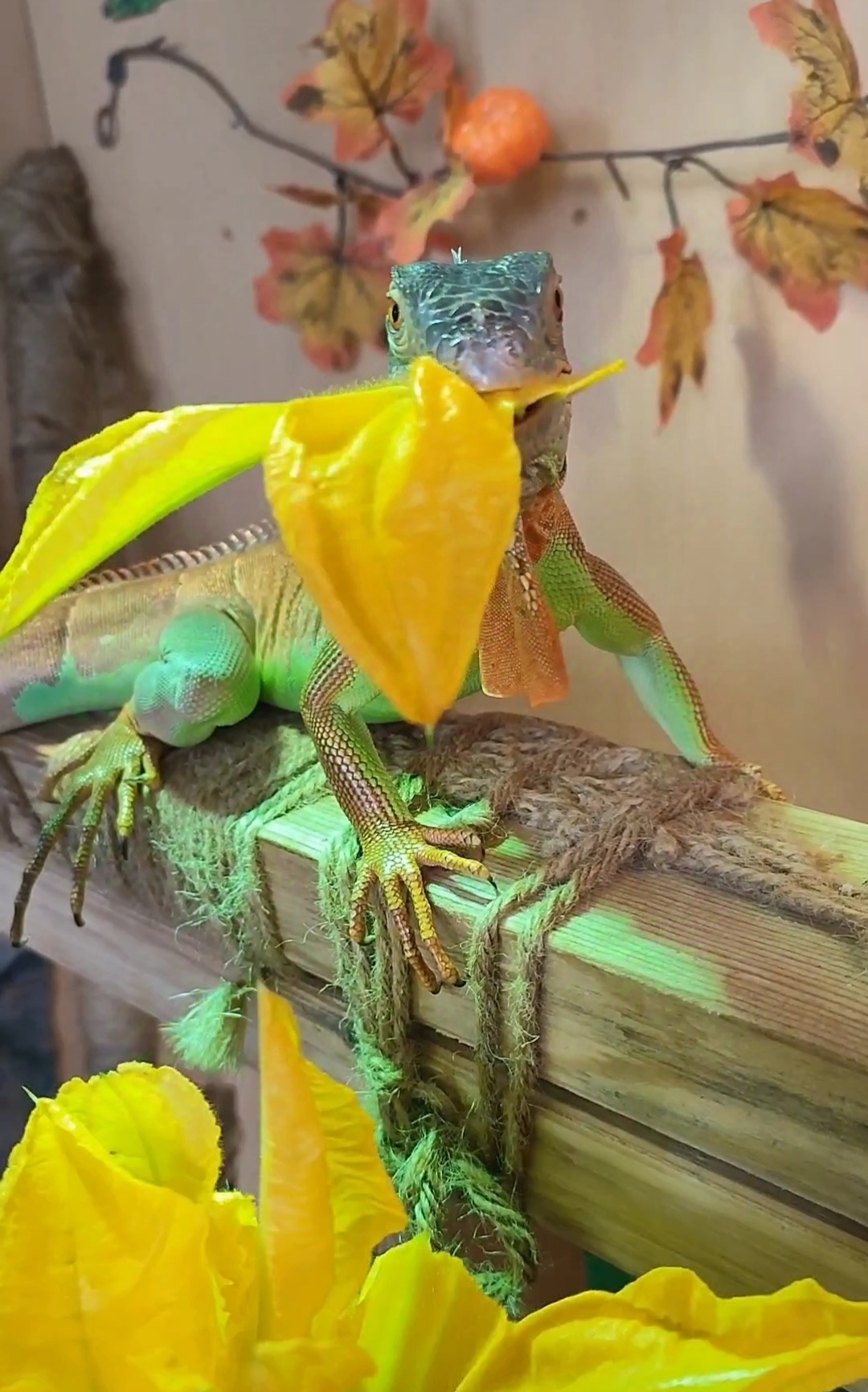 My iguana's favorite treat is pumpkin flowers. - My, Green Iguana, Reptilians, Longpost