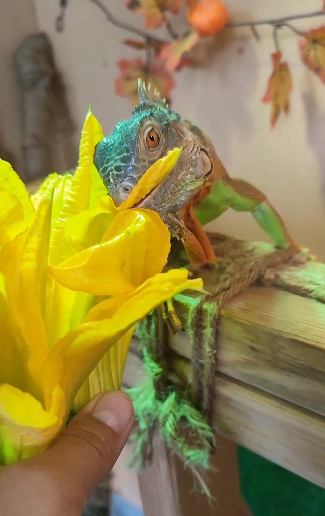 My iguana's favorite treat is pumpkin flowers. - My, Green Iguana, Reptilians, Longpost