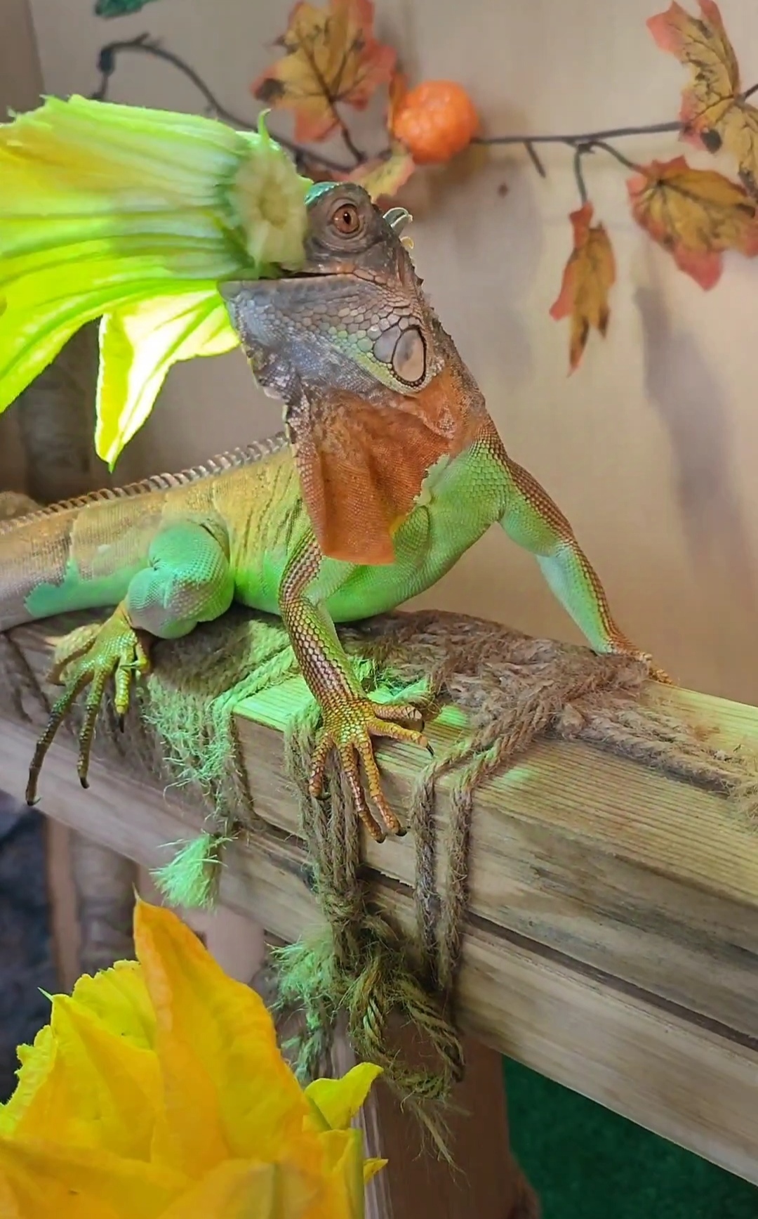 My iguana's favorite treat is pumpkin flowers. - My, Green Iguana, Reptilians, Longpost