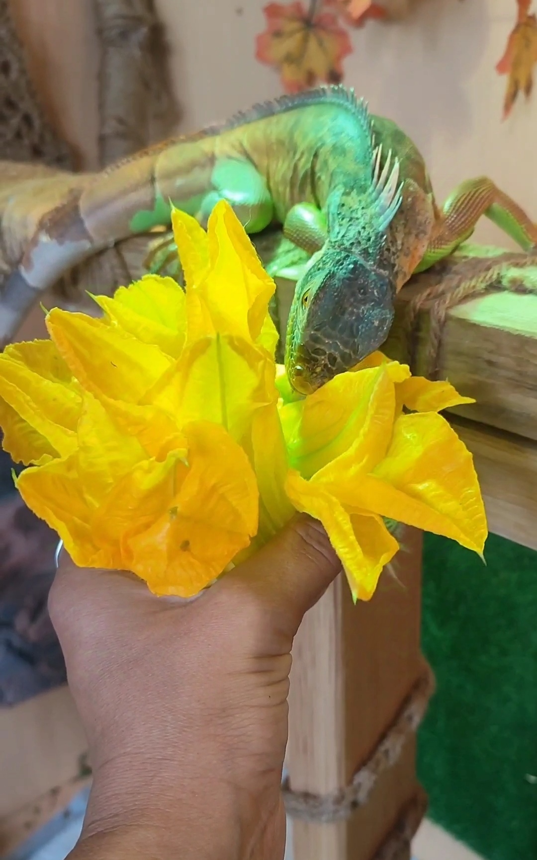 My iguana's favorite treat is pumpkin flowers. - My, Green Iguana, Reptilians, Longpost