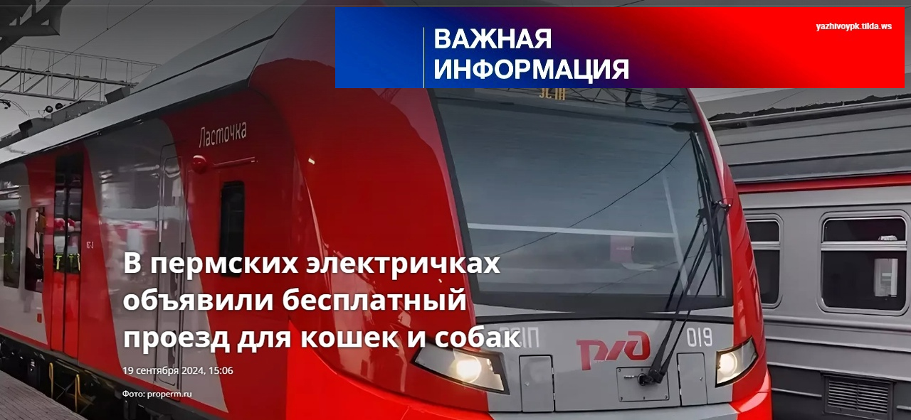 Халява в электричке - Волонтерство, Бездомные животные, В добрые руки, Передержка, Собака, Потеряшка, Поиск животных, Доброта, Приют, Транспорт