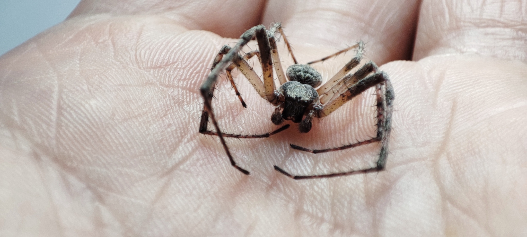 Help me find out what kind of spider this is - My, Spider, Nature, Help, Arthropods