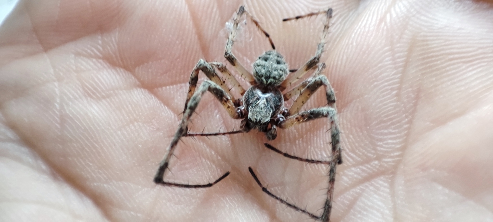 Help me find out what kind of spider this is - My, Spider, Nature, Help, Arthropods