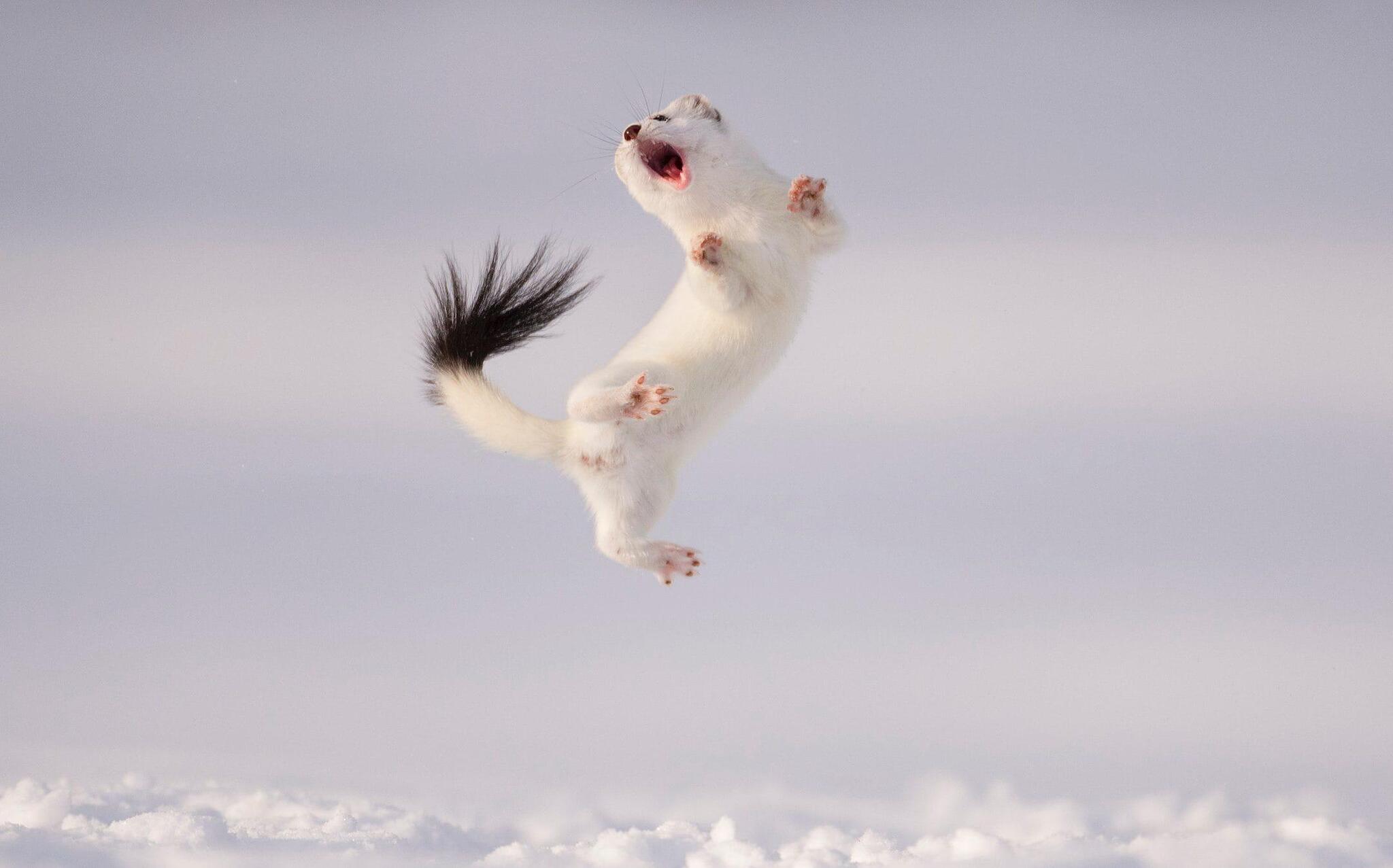 Hoba! - Weasel, Cunyi, Predatory animals, Wild animals, The photo