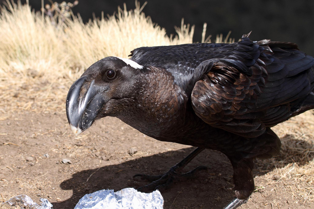 Bronze Crow: The Gigachad of the Bird World. But That Enormous Beak Hides a Nasty Secret - Crow, Birds, Animals, Wild animals, Yandex Zen, Yandex Zen (link), Longpost