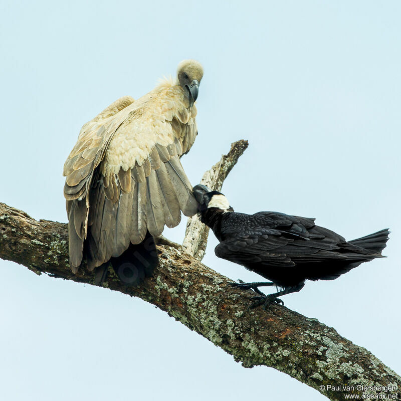 Bronze Crow: The Gigachad of the Bird World. But That Enormous Beak Hides a Nasty Secret - Crow, Birds, Animals, Wild animals, Yandex Zen, Yandex Zen (link), Longpost