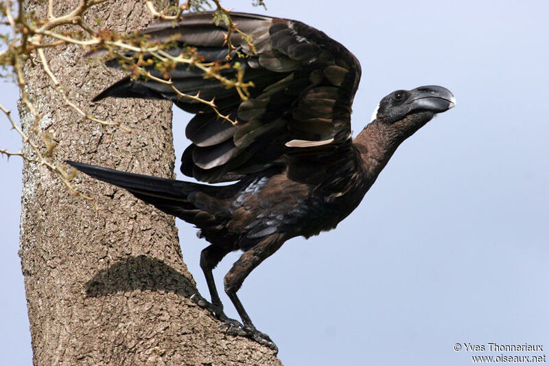 Bronze Crow: The Gigachad of the Bird World. But That Enormous Beak Hides a Nasty Secret - Crow, Birds, Animals, Wild animals, Yandex Zen, Yandex Zen (link), Longpost